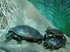 Freshwater Turtle.jpg