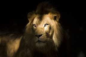 Lion2.jpg