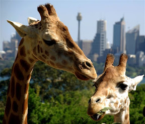 Giraffe.JPG