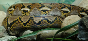 Snake2.JPG
