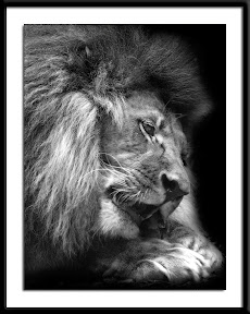 Lion3.jpg