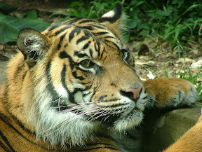 tiger5.jpg