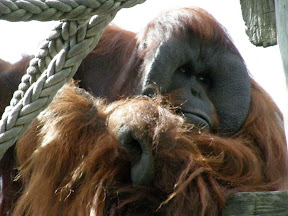 Orangatang.JPG