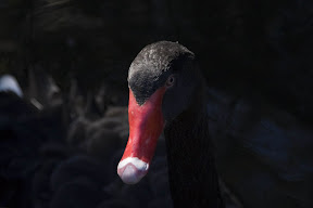 Swan.jpg
