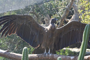 Condor.JPG