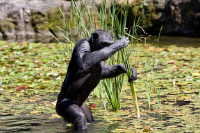 Chimp in Water.jpg