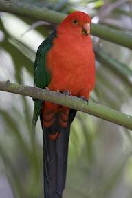 King Parrot.jpg