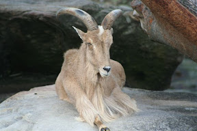 Tahr.JPG