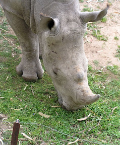 Rhino.jpg