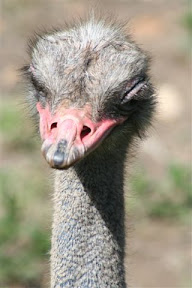 Emu.JPG