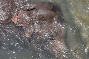Elephant2.JPG