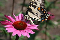 Yellow, black, orange red and blue Butterfly on a pink flower feeding all alone. Taken at JC Raulston Arboretum (NC State) in Raleigh, NC Yellow, black, orange red and blue Butterfly on a pink flower feeding all alone. Taken at JC Raulston Arboretum (NC State) in Raleigh, NC
