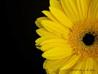 This yellow gerbera daisy was taken from a bouquet of cut flowers, placced in a vase and photographed in front of a black piece of posterboard. So beautiful and yet so simple, the simpleness inspired the title of Facing Simpleness