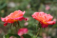 2 Pink and yellow roses side by side. Taken at the JC Raulston Arboretum in Raleigh, North Carolina
