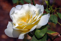 This Single White Rose represents inspiration blooming. Taken at the JC Raulston Arboretum in Raleigh, North Carolina This Single White Rose represents inspiration blooming. Taken at the JC Raulston Arboretum in Raleigh, North Carolina