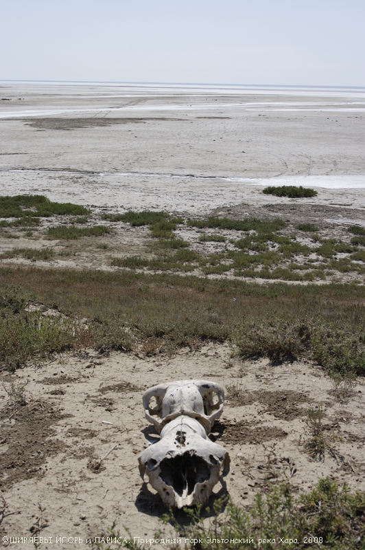 Просто батарейка… 