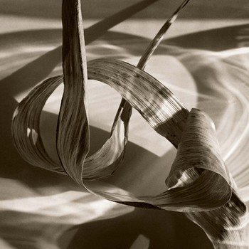 [31016_mediumlarger.jpg]