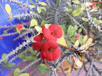 P2120123.JPG
