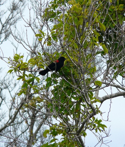 [red wing blackbird[14].jpg]