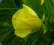 Common evening primrose Oenothera biennis (4)