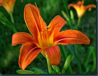 day lily 0610 (2)