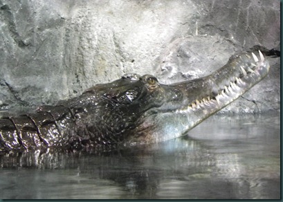 gator (3) gator (3)