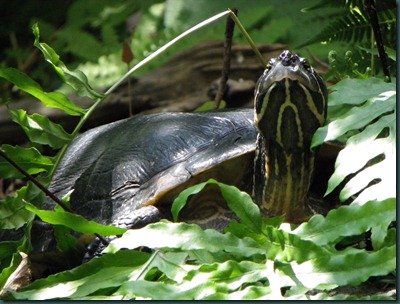 turtles (7) turtles (7)