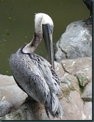 pelican (2) pelican (2)