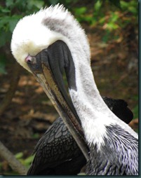 pelican close (1)