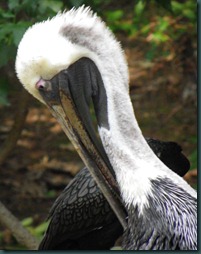 pelican close (1) pelican close (1)