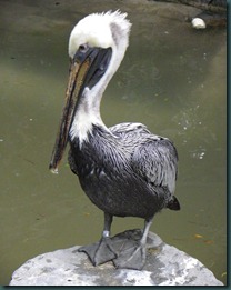 pelican (4)
