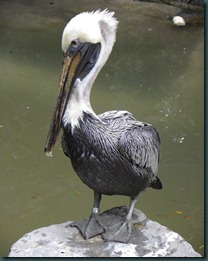 pelican (4) pelican (4)