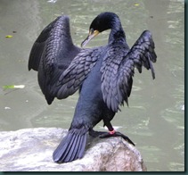 cormorant (4) cormorant (4)