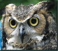 owlex closeup (1) owlex closeup (1)