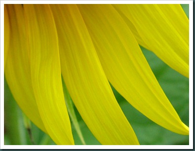 sunflower petals0731 (1)