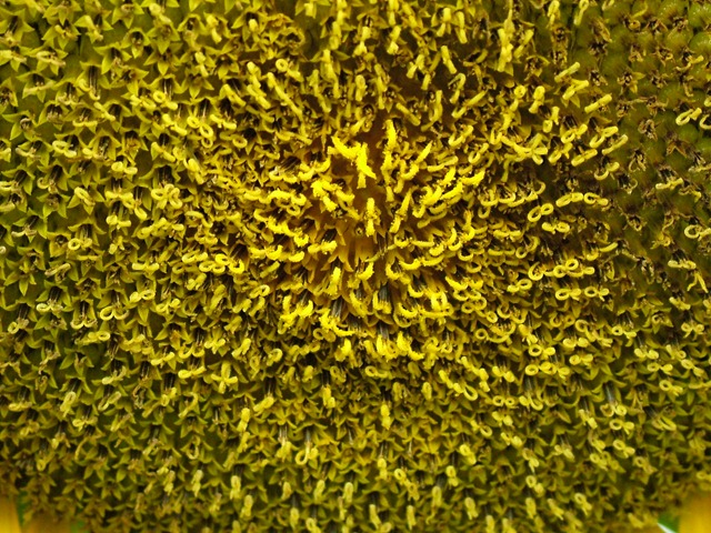 [sunflower inside0731 (1)[2].jpg]