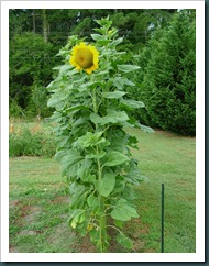 sunflower garden0731 (5)