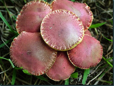 mushroom red (4)