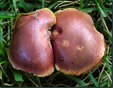 mushroom red (11) mushroom red (11)