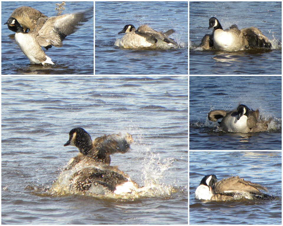 [geese bath collage[3].jpg]