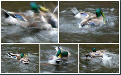 duck fight collage