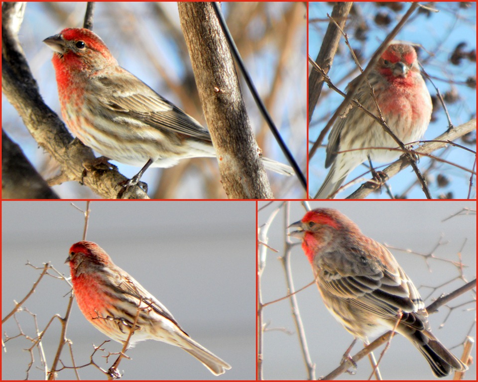 [male housefinch collage[3].jpg]