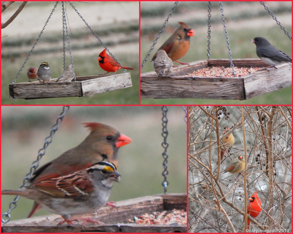 [cardinals-others-collage11.jpg]