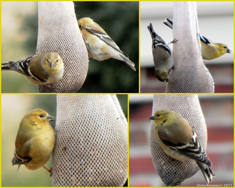 [yellow bird collage[13].jpg]