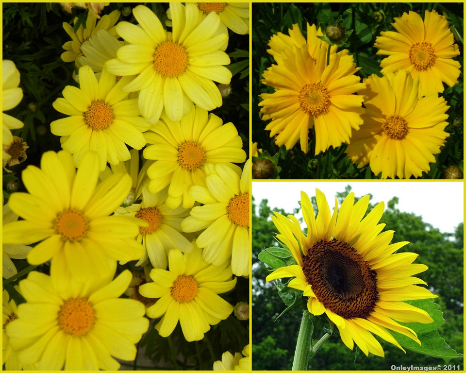 [yellow flower collage[10].jpg]