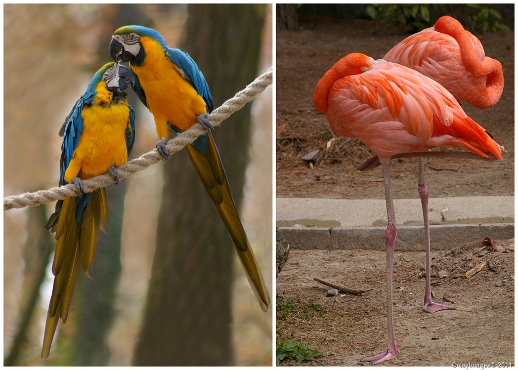 [zoo birds collage[8].jpg]