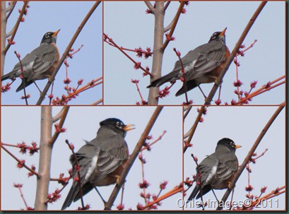 robin collage