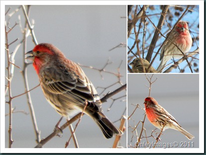 male finch collage1