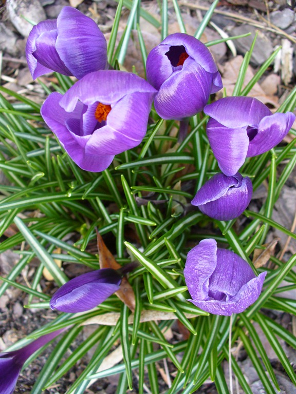 [crocus0311-16.jpg]