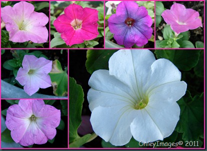 petunia collage0502 petunia collage0502